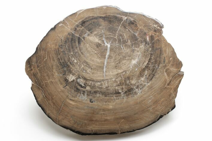 Rare, Pennsylvanian Petrified Wood Round - Pella, Iowa #218353